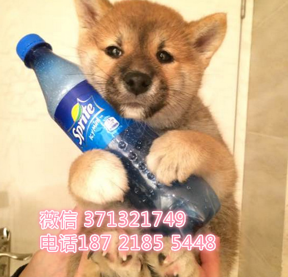 日本柴犬出售，纯种幼犬犬舍繁殖 可以上门 全国