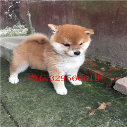  驻马店哪里能买到柴犬柴犬图片柴犬温顺吗日