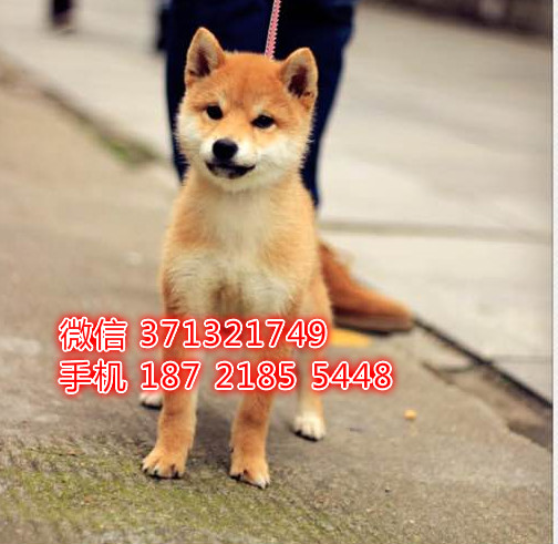 大连柴犬幼犬出售 日本柴犬狗狗 小型犬带血统