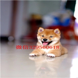  沈阳哪里出售柴犬幼犬赛级柴犬 纯种柴犬 日本柴犬纯种柴犬多少钱一只柴犬和秋田犬的区别