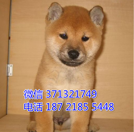 苏州特价柴犬犬出售纯种幼犬 苏州哪里有犬舍