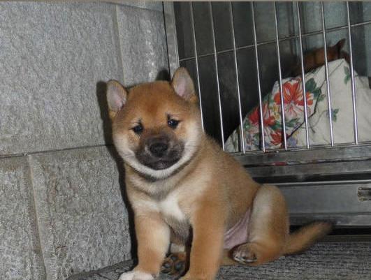 安康犬舍出售纯种柴犬 宠物狗市场在哪 柴犬领养多少一只