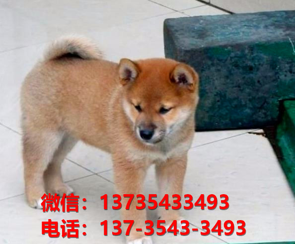 北海犬舍出售柴犬 宠物狗狗市场在哪 哪里有正宗柴犬卖