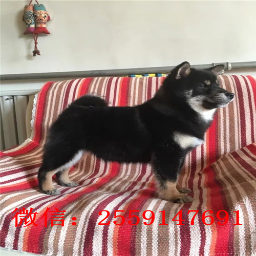 深圳哪里卖柴犬 深圳柴犬多少钱一只 深圳哪里卖纯种柴犬