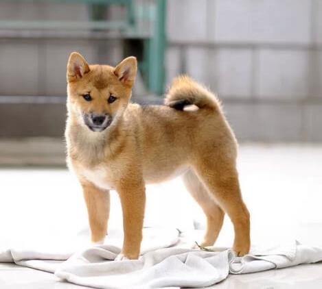 延安犬舍出售纯种柴犬 宠物狗市场在哪 哪有狗