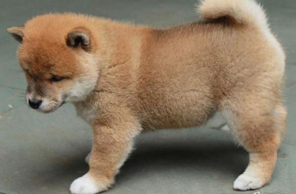 平凉犬舍出售纯种柴犬 宠物狗市场在哪 柴犬领