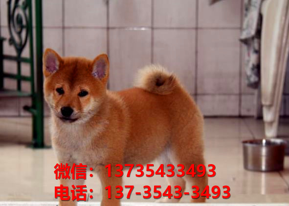 北海犬舍出售柴犬 宠物狗狗市场在哪 哪里有正宗柴犬卖