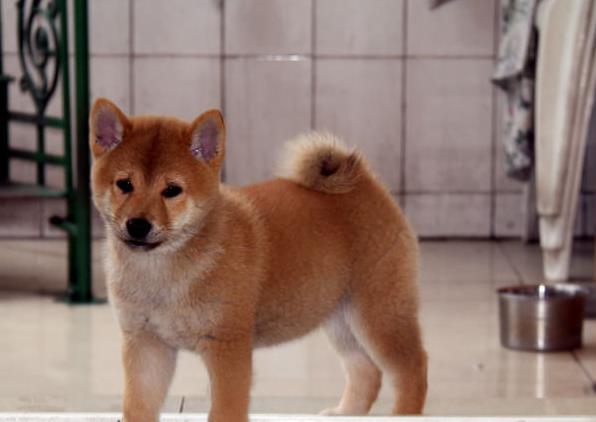 上海宠物狗犬舍出售纯种柴犬幼犬小豆柴领养哪