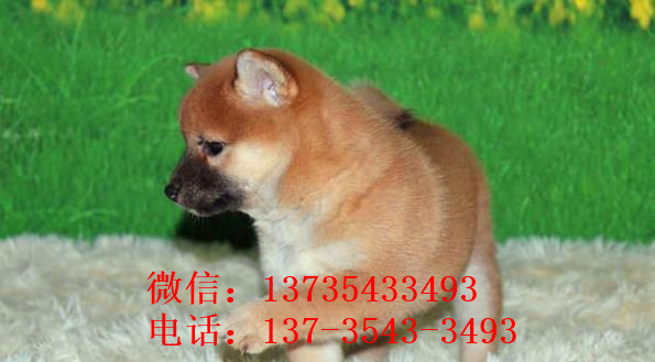 济南犬舍出售纯种柴犬幼犬领养宠物狗哪里有狗市场买狗卖狗