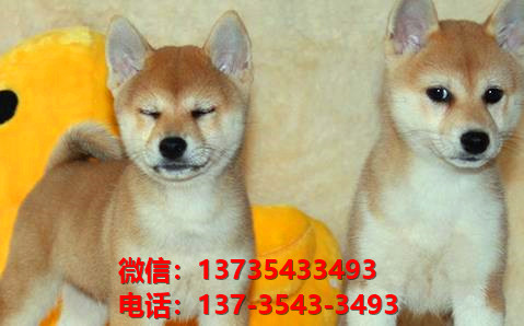 北海犬舍出售柴犬 宠物狗狗市场在哪 哪里有正宗柴犬卖