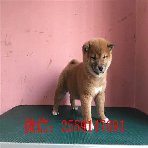 深圳哪里卖柴犬 深圳柴犬多少钱一只 深圳哪里卖纯种柴犬