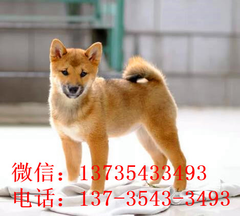 上海犬舍出售纯种柴犬 宠物狗市场在哪 哪有狗买卖