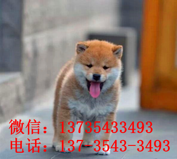 柴犬好不好养 柴犬哪里有卖 狗市场买狗卖狗