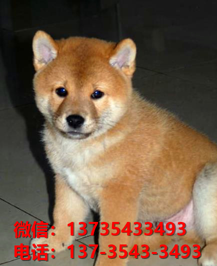 武威犬舍出售纯种柴犬 宠物狗市场在哪 柴犬领