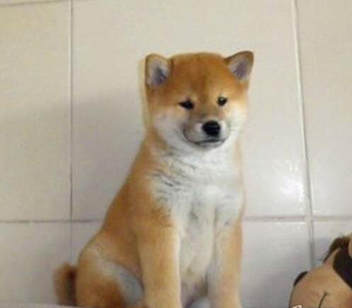 青岛犬舍出售纯种柴犬幼犬领养宠物狗哪里有狗