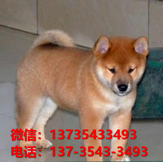 青岛犬舍出售纯种柴犬 宠物狗哪里有卖 宠物卖