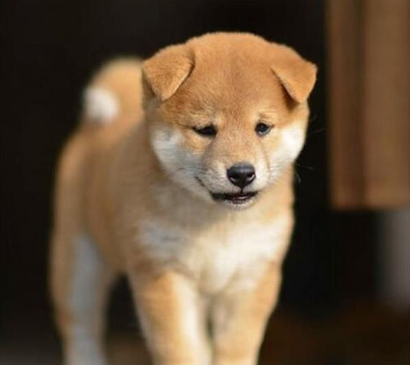 大连犬舍出售纯种柴犬幼犬领养宠物狗哪里有狗