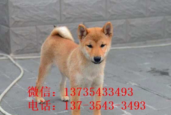 上海犬舍出售纯种柴犬 宠物狗市场在哪 哪有狗买卖