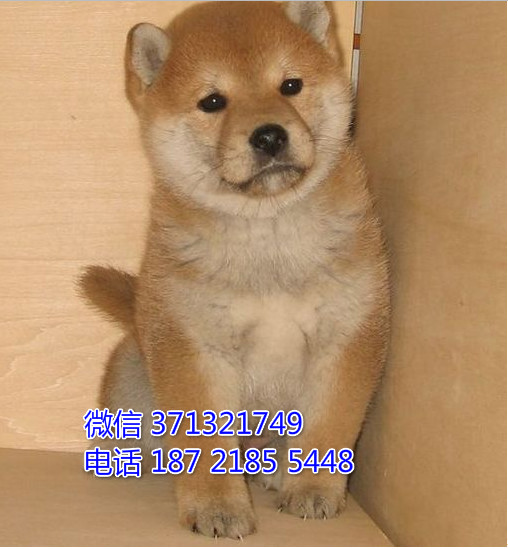 苏州特价柴犬犬出售纯种幼犬 苏州哪里有犬舍