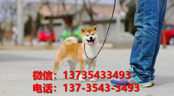 上海宠物狗犬舍出售纯种柴犬正宗豆柴幼犬短毛