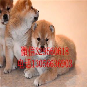沈阳日本柴犬幼犬纯种柴犬赤色黑色小柴犬家养