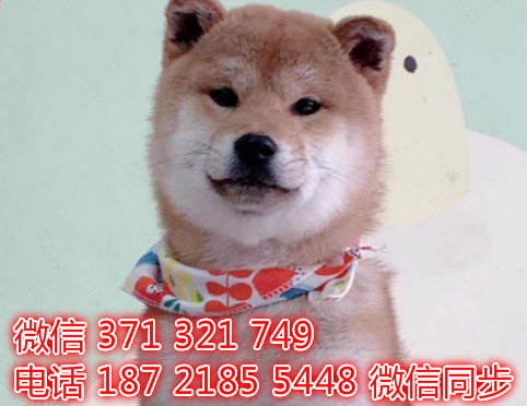 深圳全国发货 柴犬出售纯种幼犬 深圳促销宠物