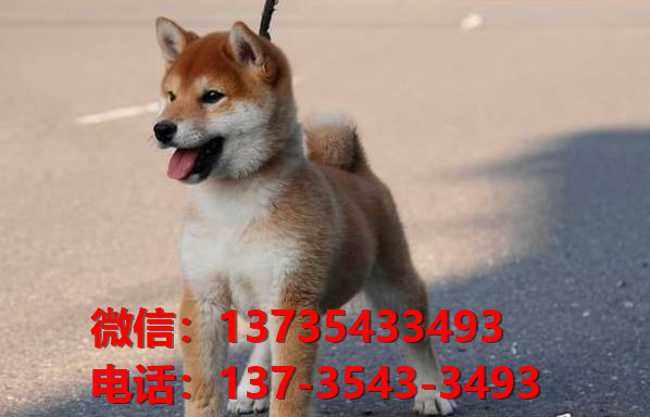 沈阳宠物狗犬舍出售纯种柴犬正宗豆柴幼犬短毛小型犬宠物狗市场在哪里卖狗