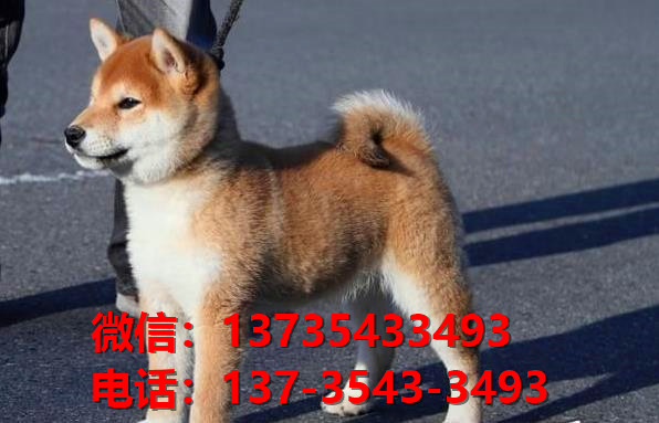 沈阳宠物狗犬舍出售纯种柴犬正宗豆柴幼犬短毛