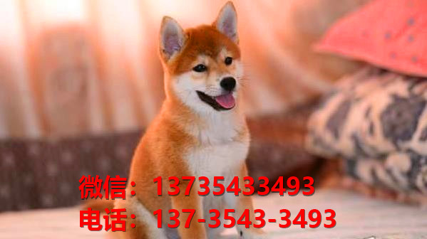 上海宠物狗犬舍出售纯种柴犬正宗豆柴幼犬短毛小型犬宠物狗市场在哪里卖狗