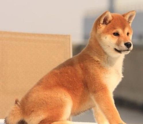 纯种柴犬 上海犬舍领养 宠物狗市场在哪买狗卖