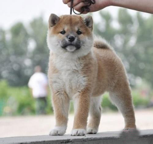 佛山买卖宠物的市场 南海区哪里买柴犬好 纯种
