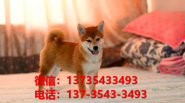 沈阳宠物狗犬舍出售纯种柴犬正宗豆柴幼犬短毛小型犬宠物狗市场在哪里卖狗