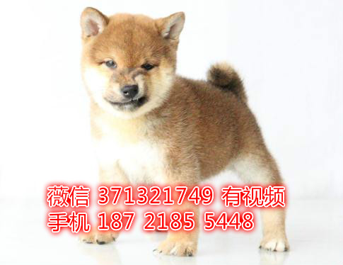 呼和浩特宠物 柴犬纯种幼犬出售 特价促销