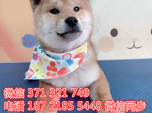 全国发货 上海 柴犬出售纯种 上海犬舍 促销狗狗