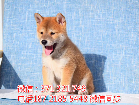 全国特惠日本柴犬纯种幼犬 支持上门 支持空运汽运 包健康吻