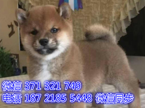 宠物狗狗柴犬 全国可以发货 犬舍繁殖 包健康胤