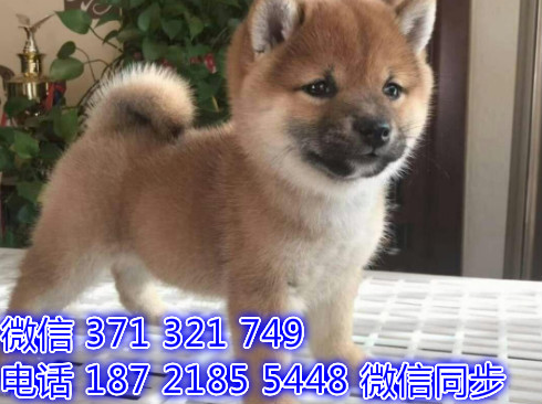 宠物狗狗柴犬出售幼犬 全国可以发货 犬舍繁殖哟