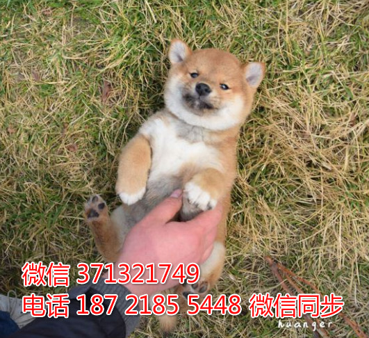 特价 柴犬出售纯种幼犬 专业繁殖专业发货 可上门看挠