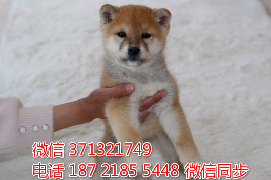 特价 柴犬出售纯种幼犬 专业繁殖专业发货 可上门看窗