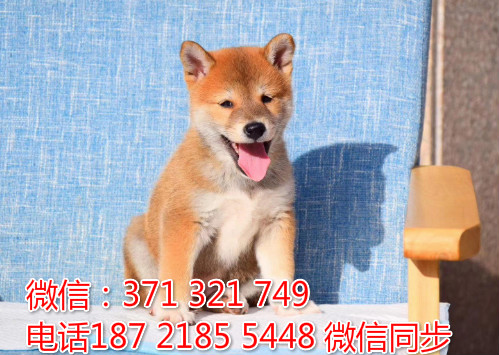 柴犬出售 宠物狗狗  宠物市场 狗狗图片 买卖狗狗猿