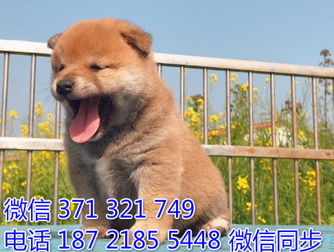 柴犬纯种幼犬出售，犬舍直销柴犬 犬舍狗场宠物