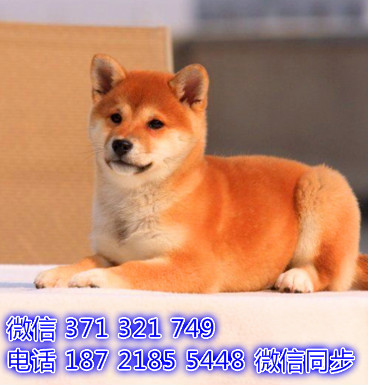 柴犬宠物买卖 宠物市场 宠物狗狗图片宠物网 哨