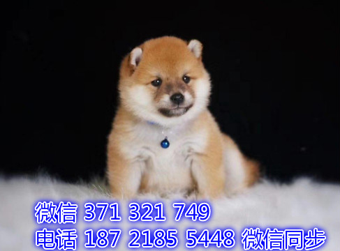 犬舍直销，哪里有宠物柴犬 ，精品小型中型大型犬