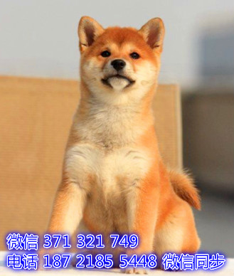 宠物市场 哪里有宠物柴犬，精品小型中型大型犬