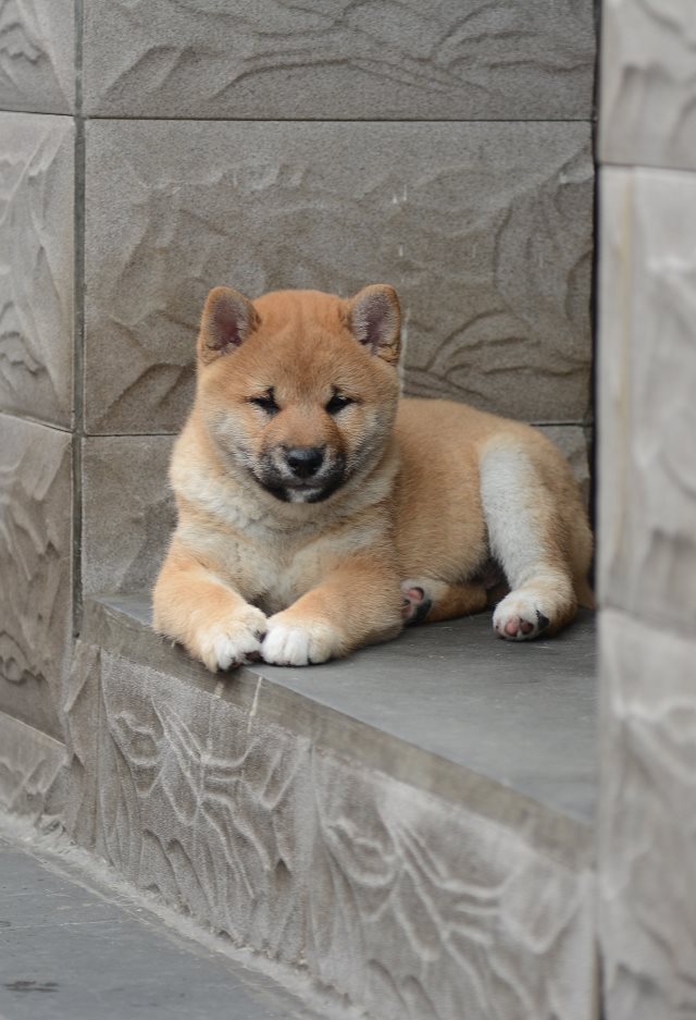 天津哪里能买到纯种柴犬 柴犬哪里的好 柴犬多少钱 柴犬小体的