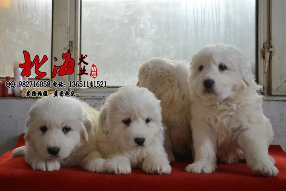 北京延庆区纯种大白熊幼犬多少钱一只