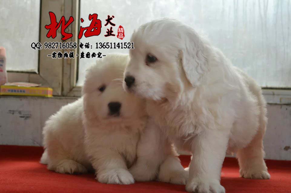 北京顺义区纯种大白熊幼犬多少钱一只