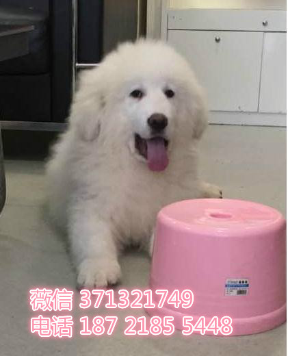 大白熊犬纯种 南京基地直销 南京本地大型犬 特价