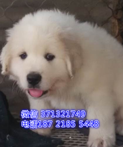 大白熊犬出售幼犬，深圳犬舍，深圳宠物直销 全国