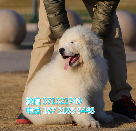 大白熊狗出售，天津一窝大型犬巨型犬 全国发货